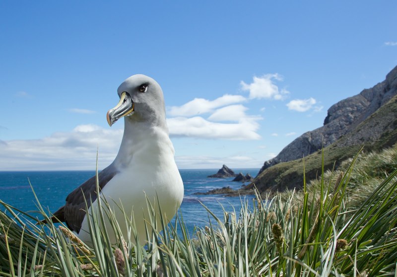 Grey-headed Albatross