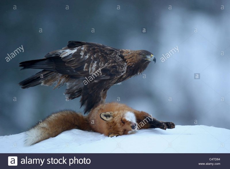 Черный Коршун нападает