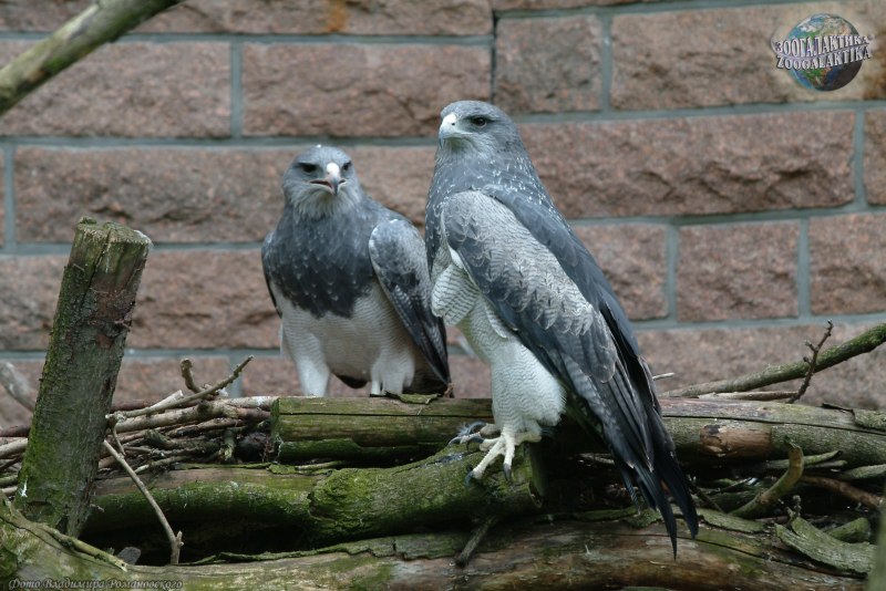 Агуйа (лат. Geranoaetus melanoleucus)