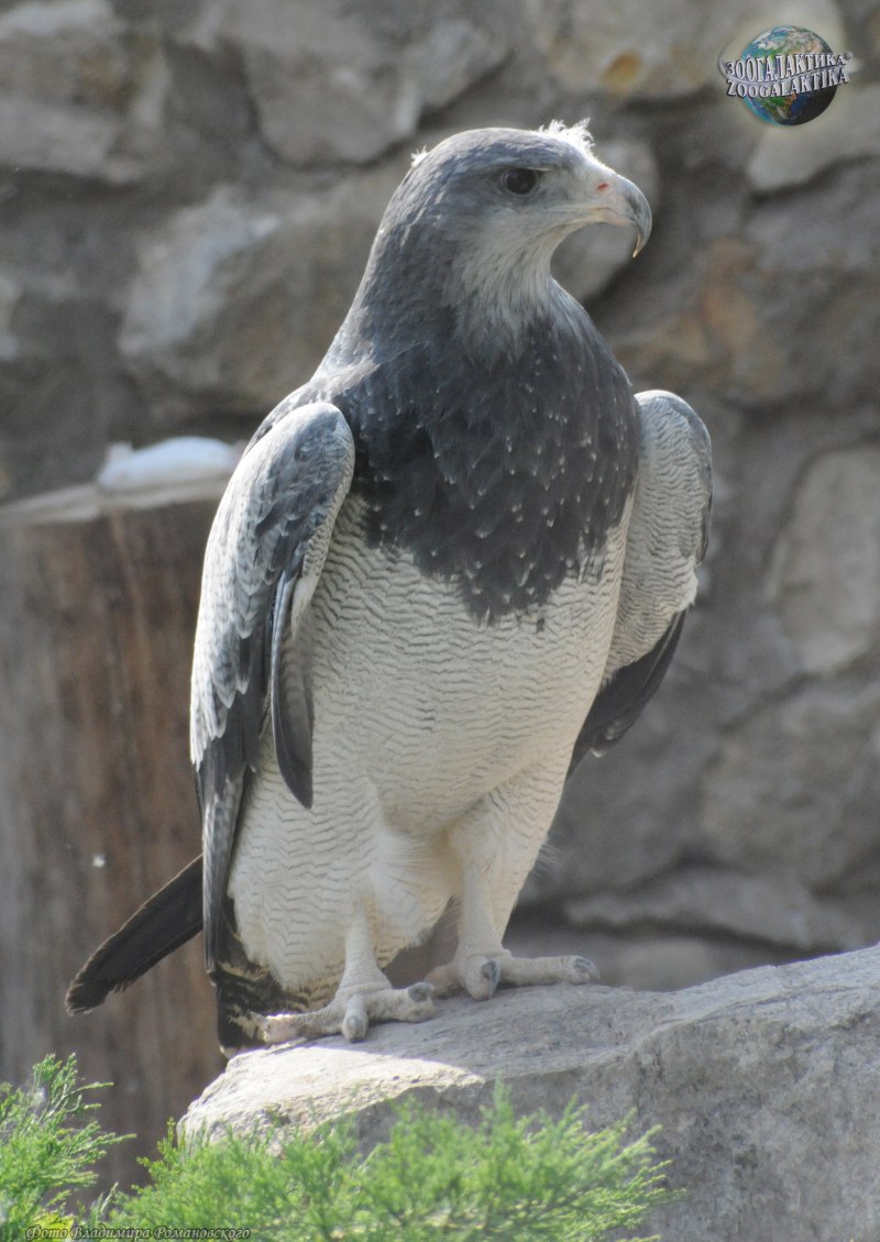Агуйа (лат. Geranoaetus melanoleucus)