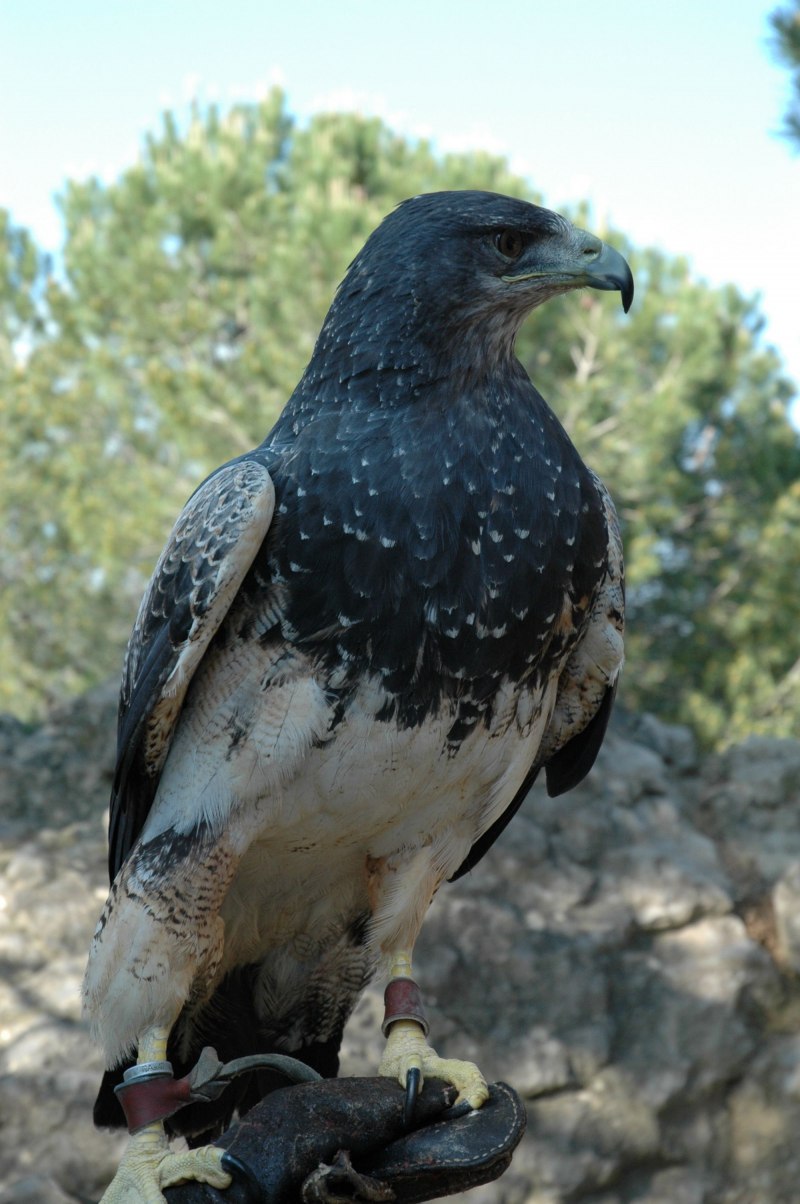 Geranoaetus melanoleucus