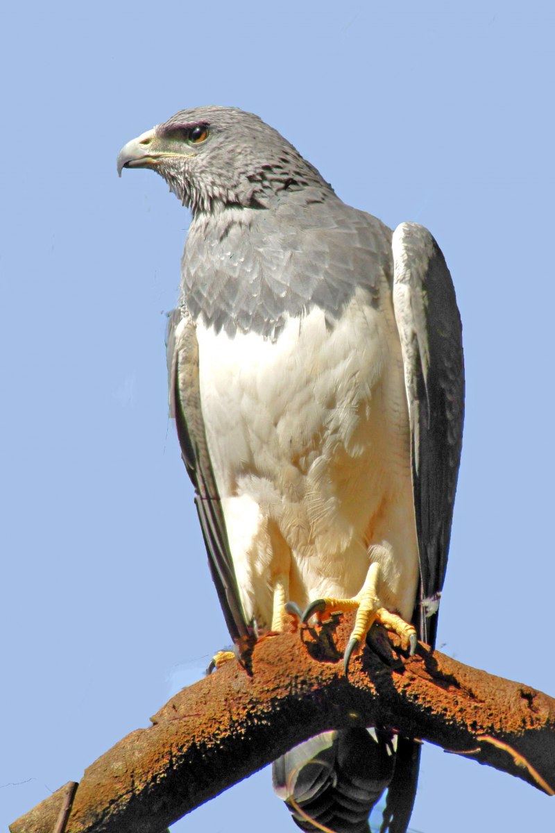 Агуйа (лат. Geranoaetus melanoleucus)