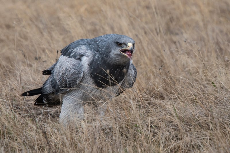 Black-chested Buzzard-Eagle