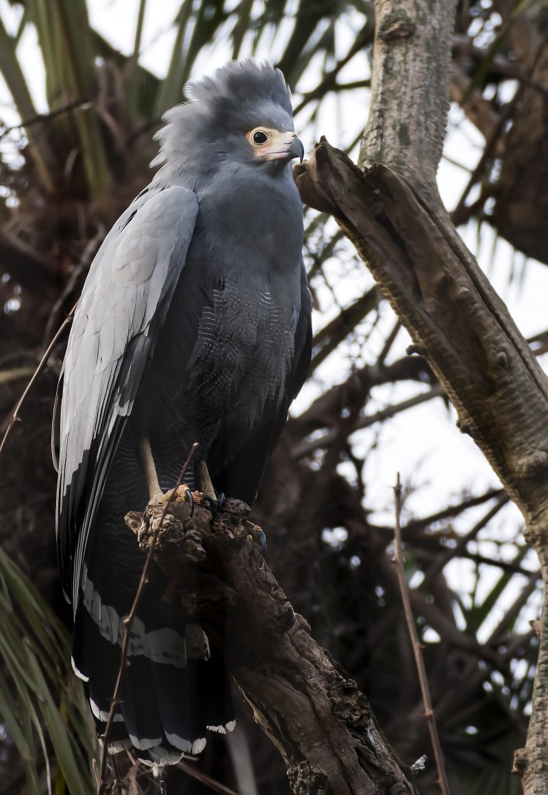 Mount Bird