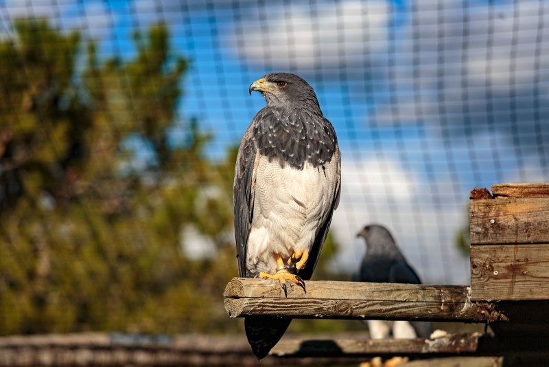 Geranoaetus melanoleucus