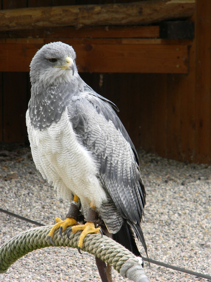 Geranoaetus albicaudatus