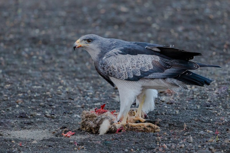 Geranoaetus melanoleucus