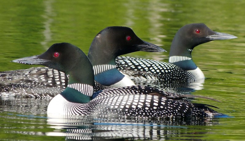 Белошейная гагара Gavia Pacifica