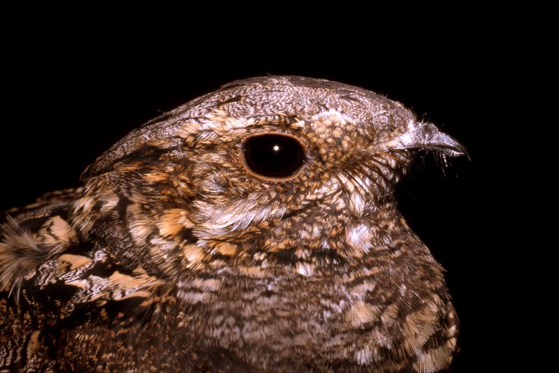 Potoo птица
