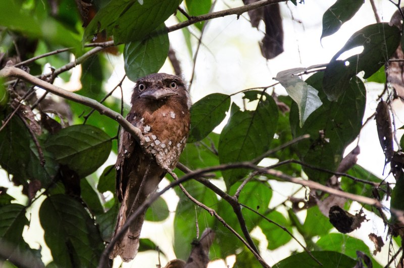 Nyctibius Grandis