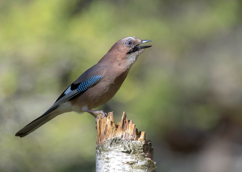 Garrulus glandarius