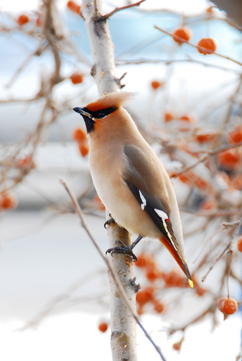 Свиристель обыкновенный (Bombycilla garrulus)