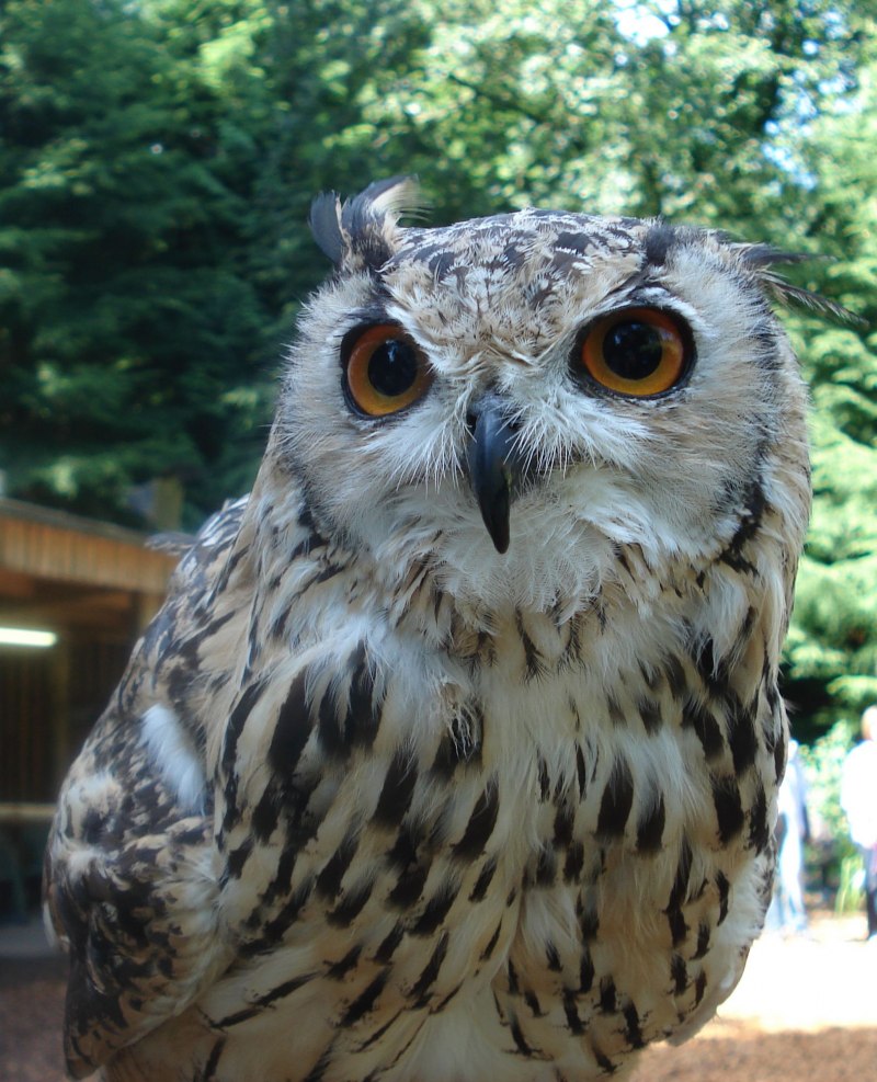 Bubo bengalensis