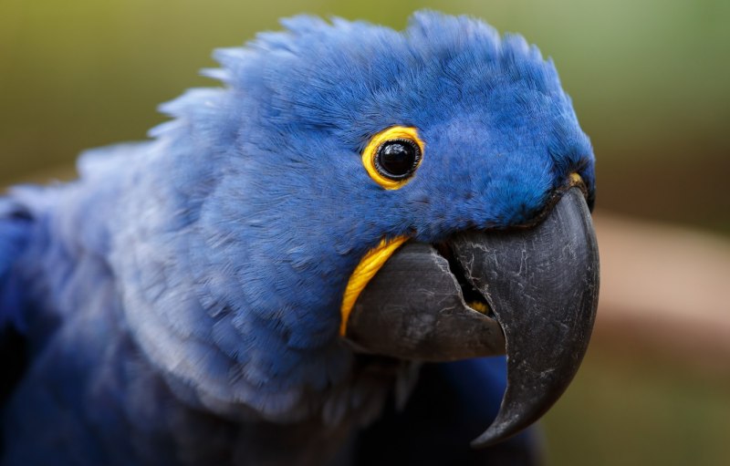 Blue Macaw попугай