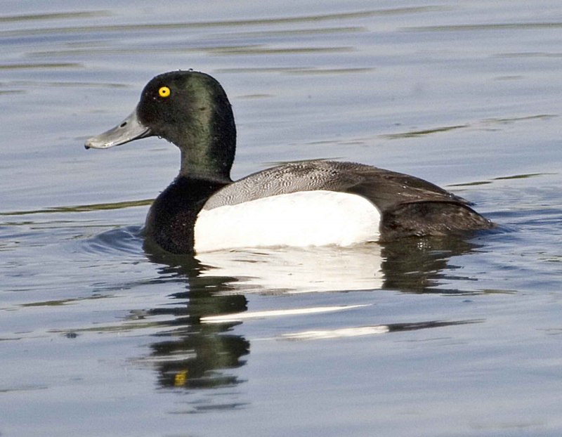 Малая морская чернеть Aythya affinis