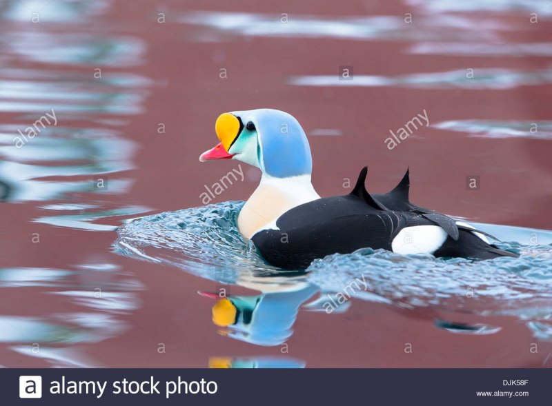 Морская чернеть утка