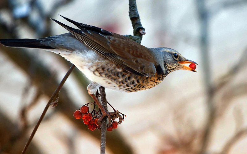 Певчий Дрозд (turdus philomelos)