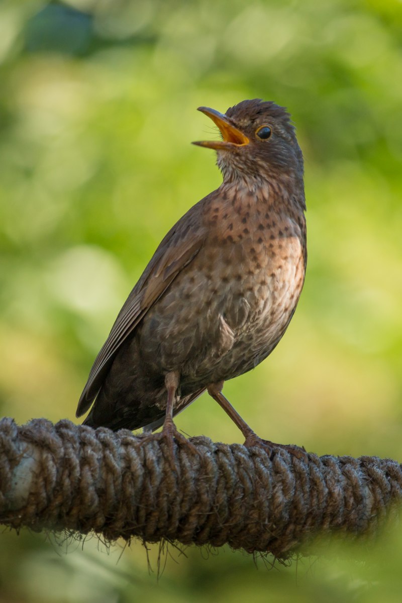 (Turdus simillimus)