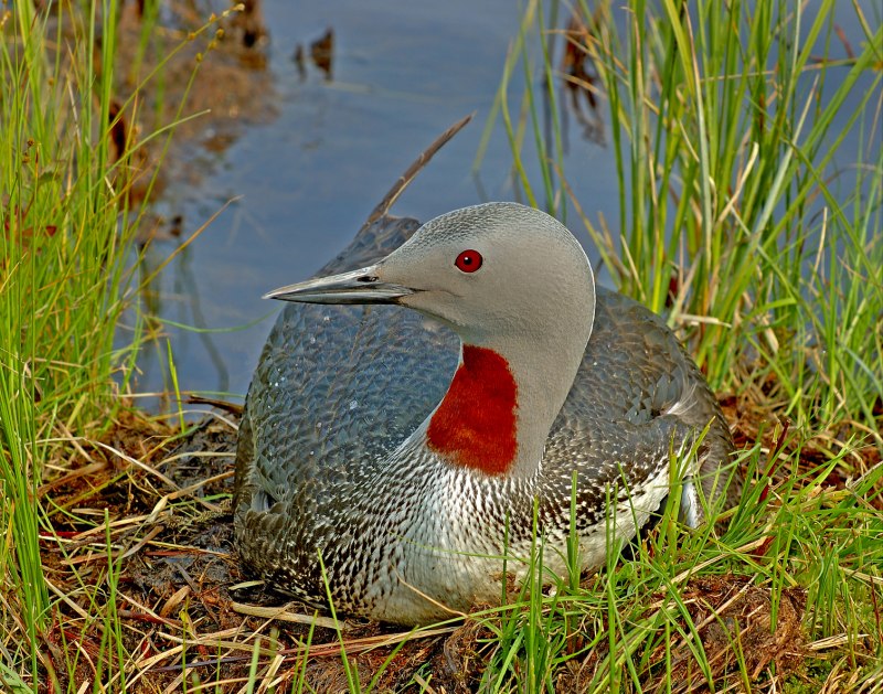 Краснозобая гагара (Gavia stellata)