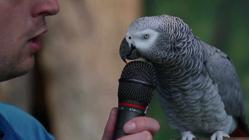 Einstein African Grey