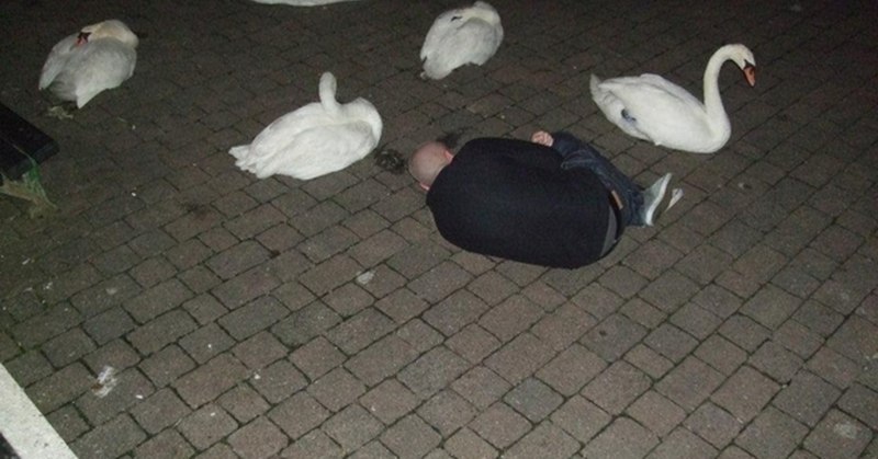 Пьяный лебедь