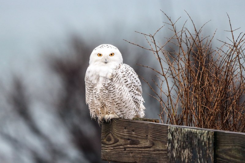 Bubo scandiacus