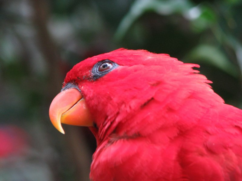 Красный попугай (Red Parrot)