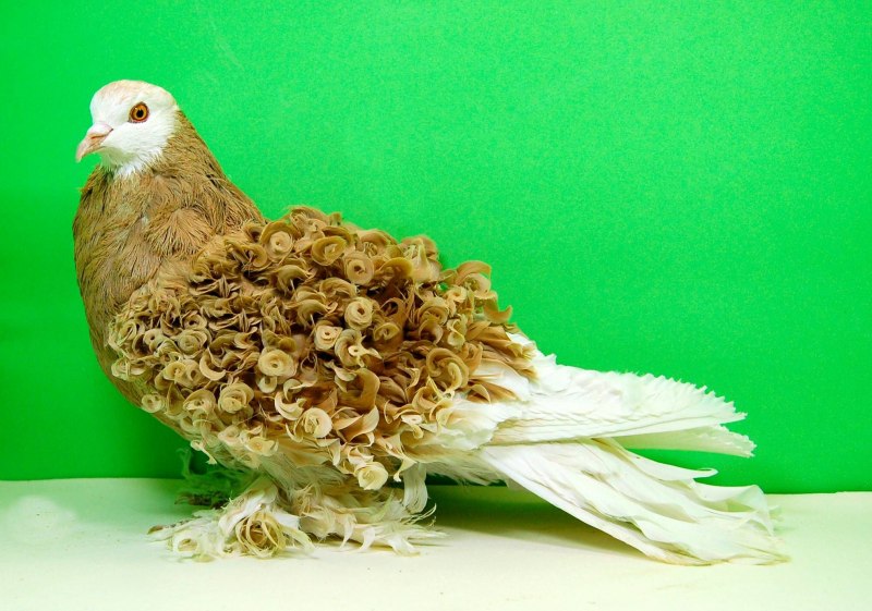 Коричневый кудрявый голубь
