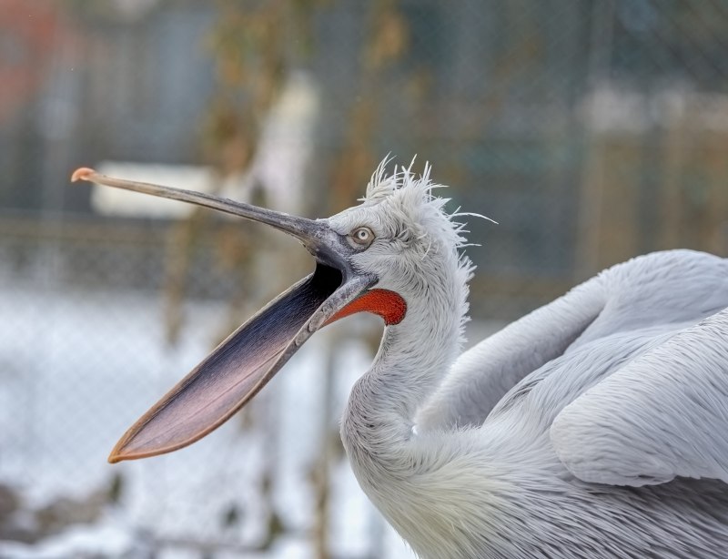 Пеликан кудрявый (Pelecanus crispus)