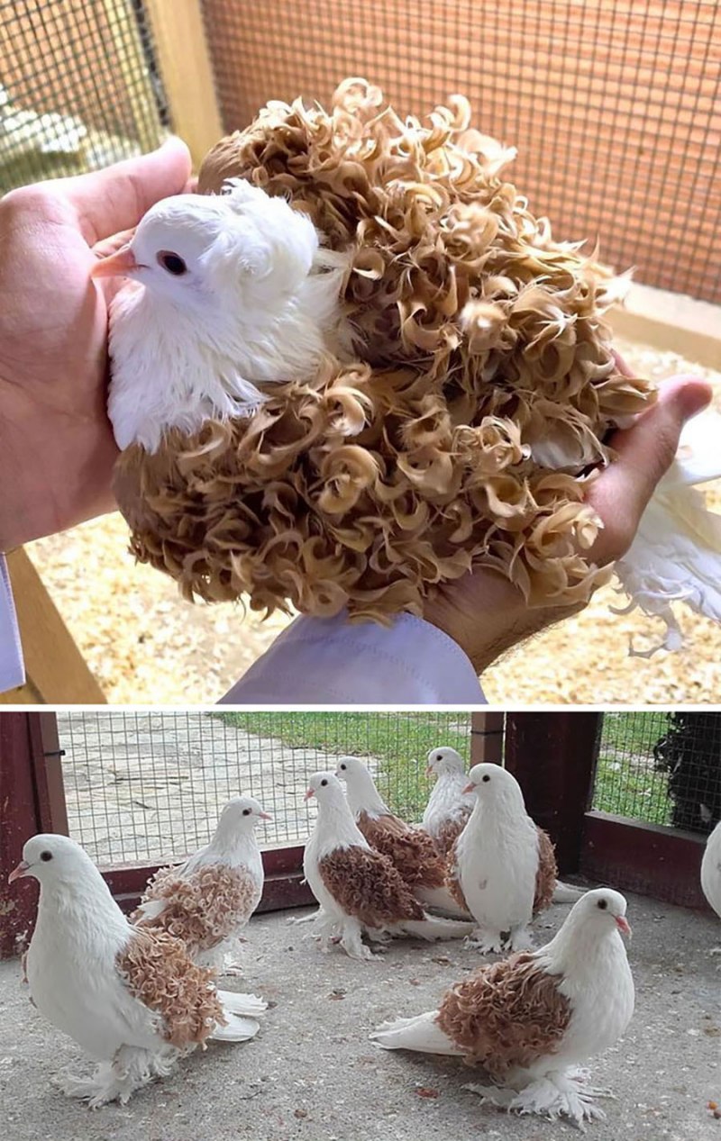 Кучерявые голуби
