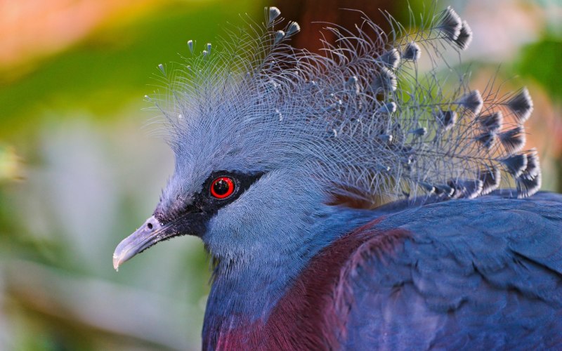 Victoria crowned Pigeon