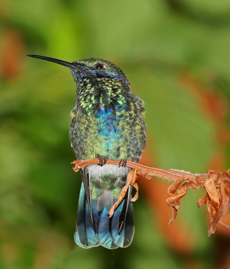 Колибри Colibri Coruscans