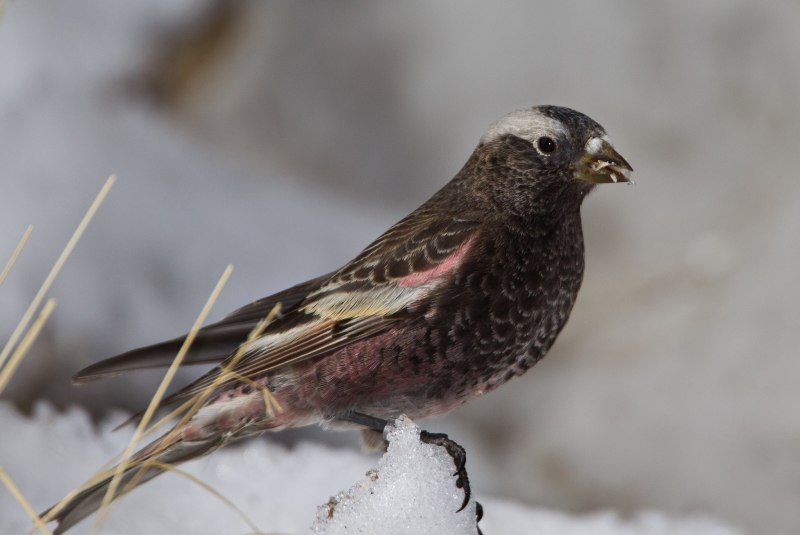 Сибирский горный вьюрок - Leucosticte arctoa