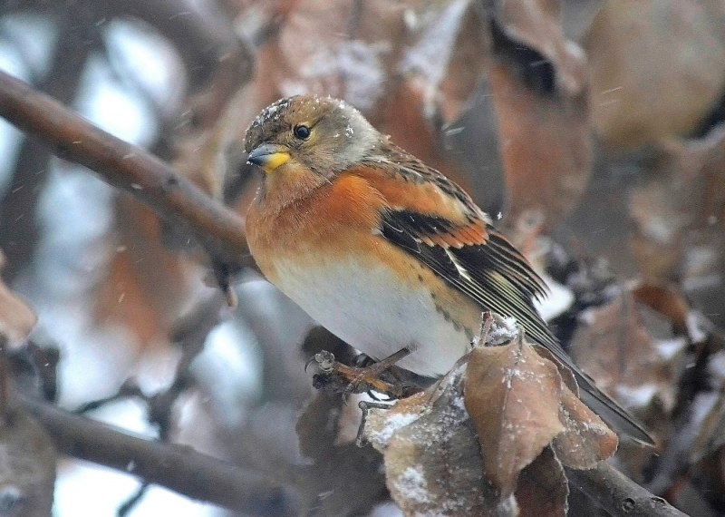 Сибирский горный вьюрок - Leucosticte arctoa
