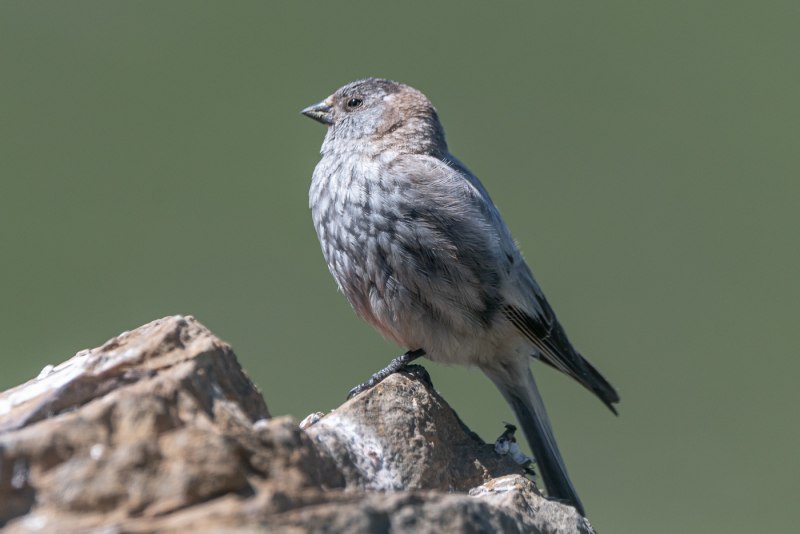 Leucosticte arctoa