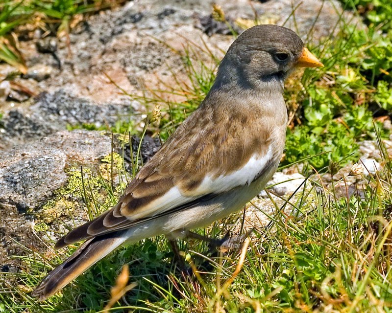 Serinus 51