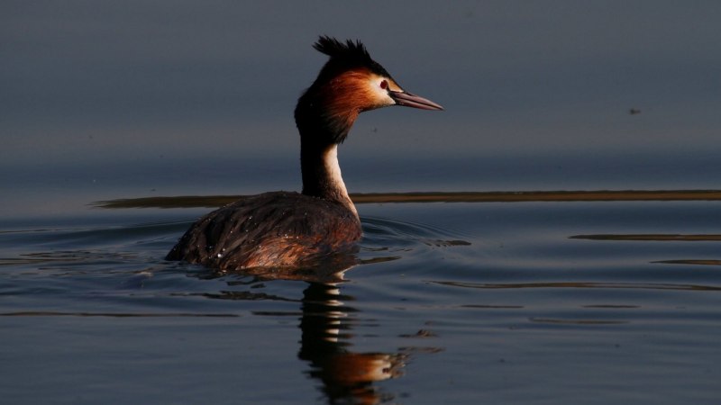 Большой крохаль Mergus Merganser