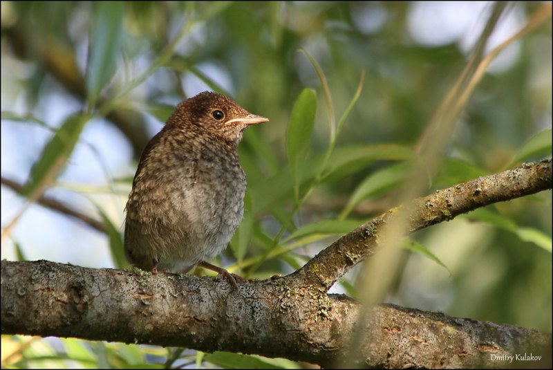 Luscinia megarhynchos