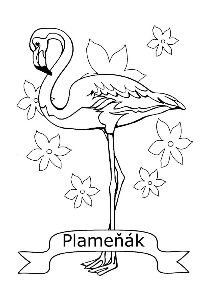 Раскраска Фламинго