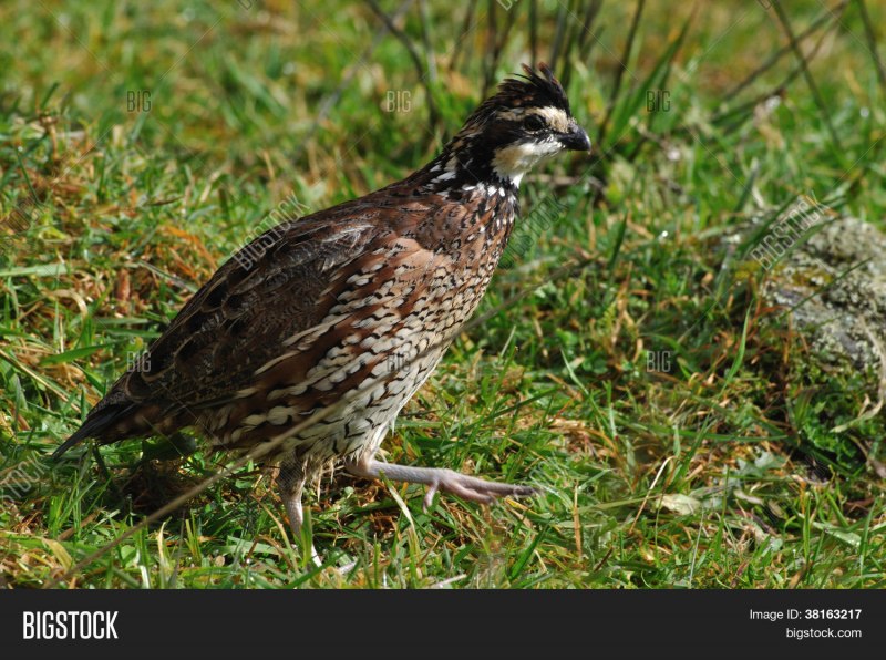 Бородатая куропатка (Perdix dauurica)