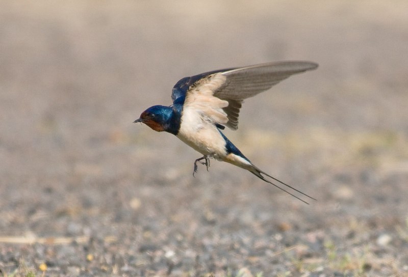Petrochelidon pyrrhonota