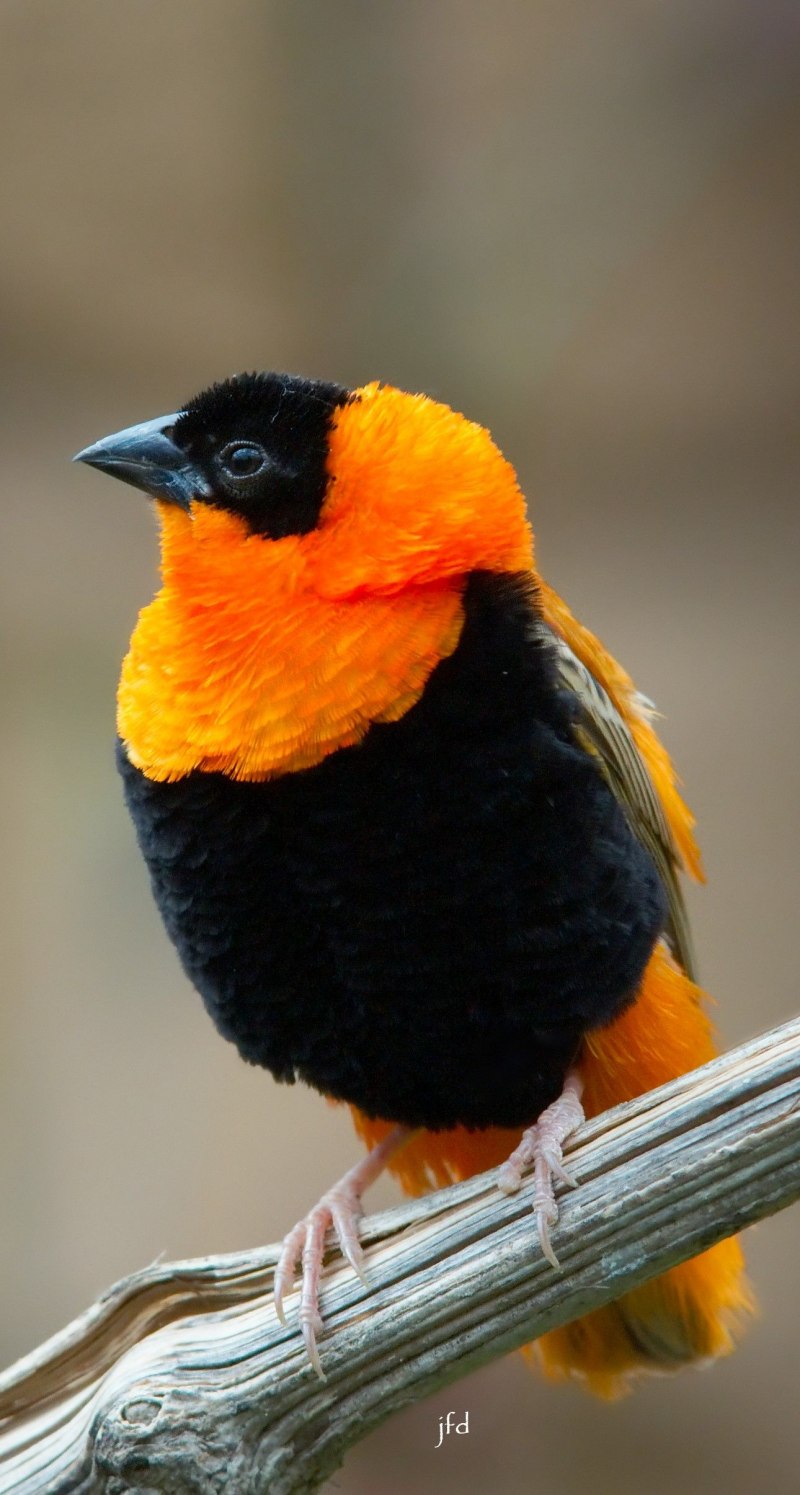 Turdus Merula