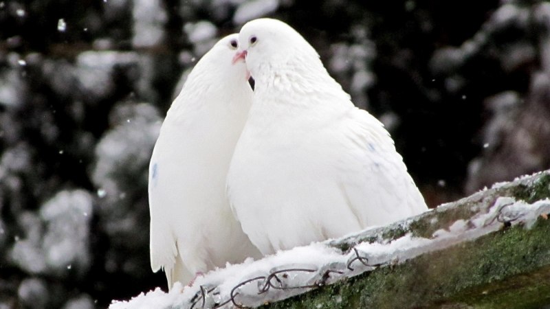Птицы белого цвета