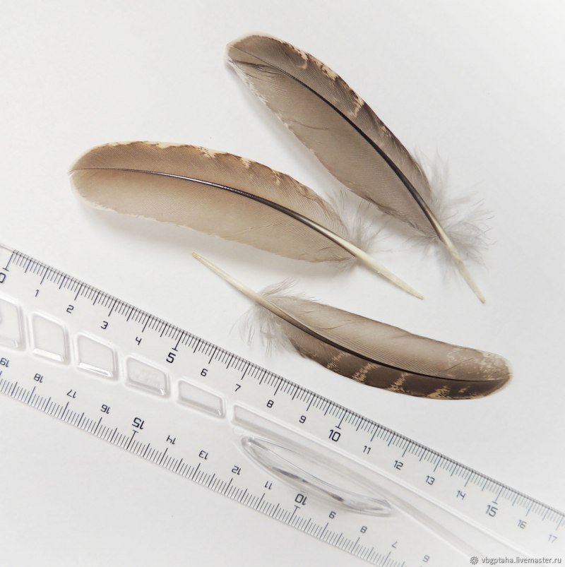 Sphyrapicus varius