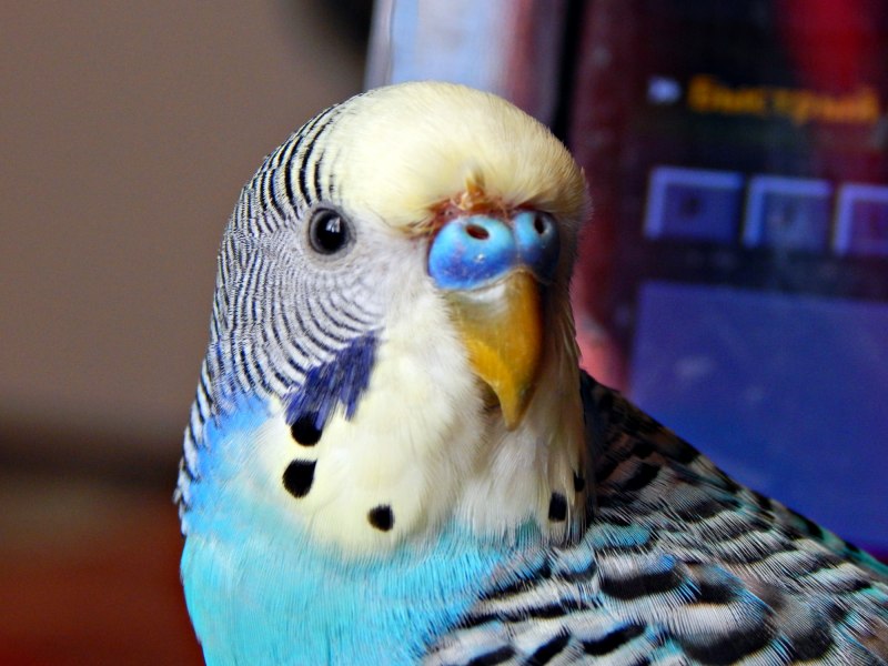Budgie попугай