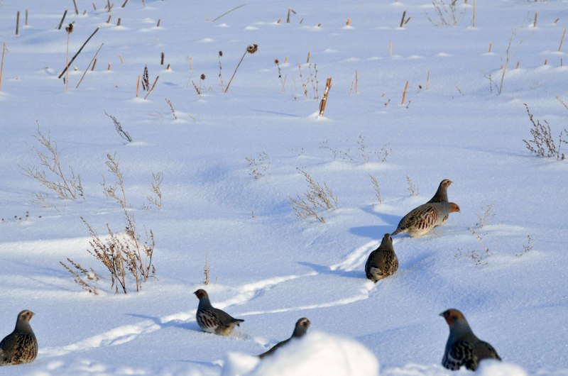 Серая куропатка (Perdix Perdix)