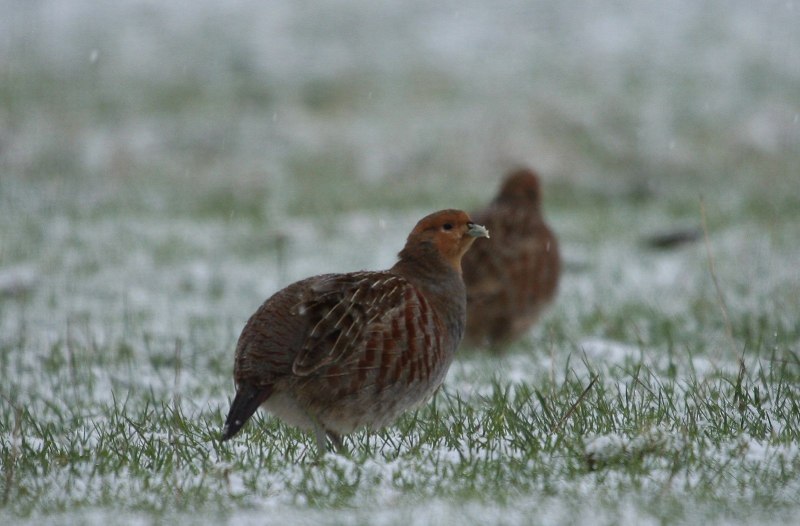 Капский Турач (Francolinus capensis)