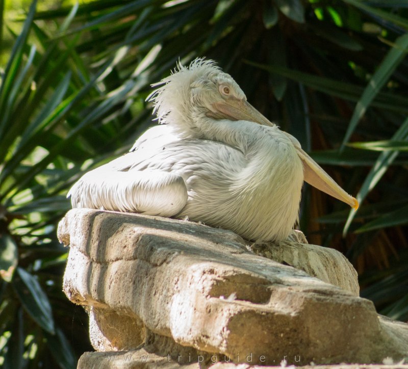 Shoebill птенец