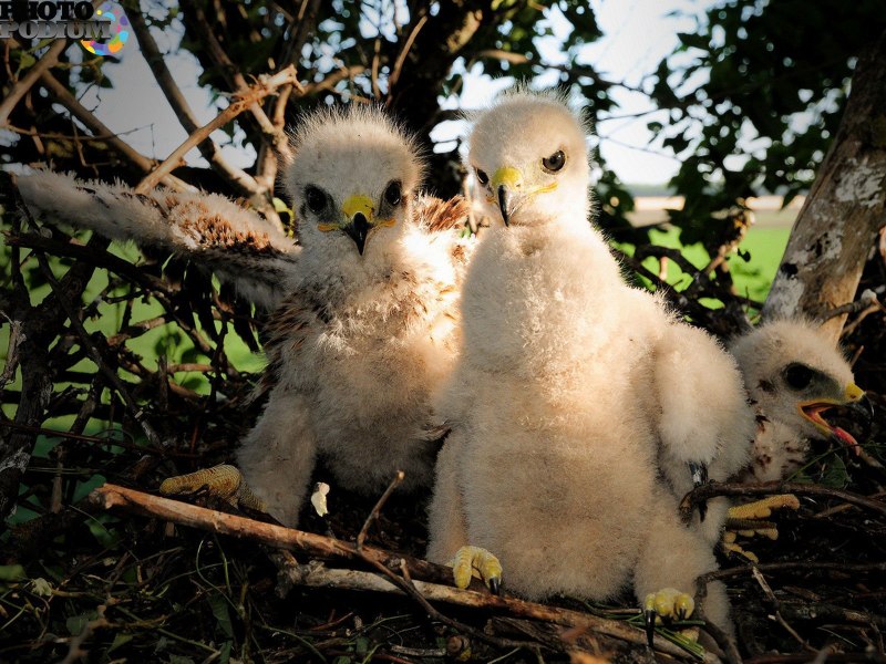 Птенец коршуна