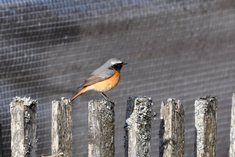 Обыкновенная горихвостка (Phoenicurus Phoenicurus)